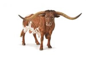 Texas Longhom Bull  