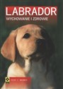 Labrador Wychowanie i zdrowie 