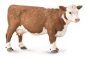 Krowa rasy Hereford - 