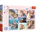 Puzzle 100 W kocim świecie 16420 - 