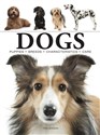 Dogs to buy in USA