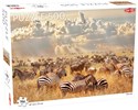 Puzzle Zebra Herd 500 elementów chicago polish bookstore