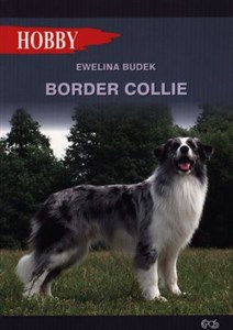 Border collie to buy in USA