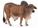 Byk czerwony brahman L - 