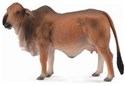 Krowa czerwona brahman L  - 