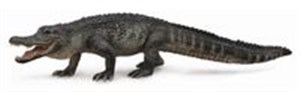 Aligator in polish