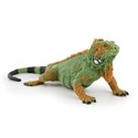 Iguana  - 