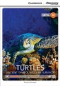Turtles: Ancient Symbol/Modern Survivor 